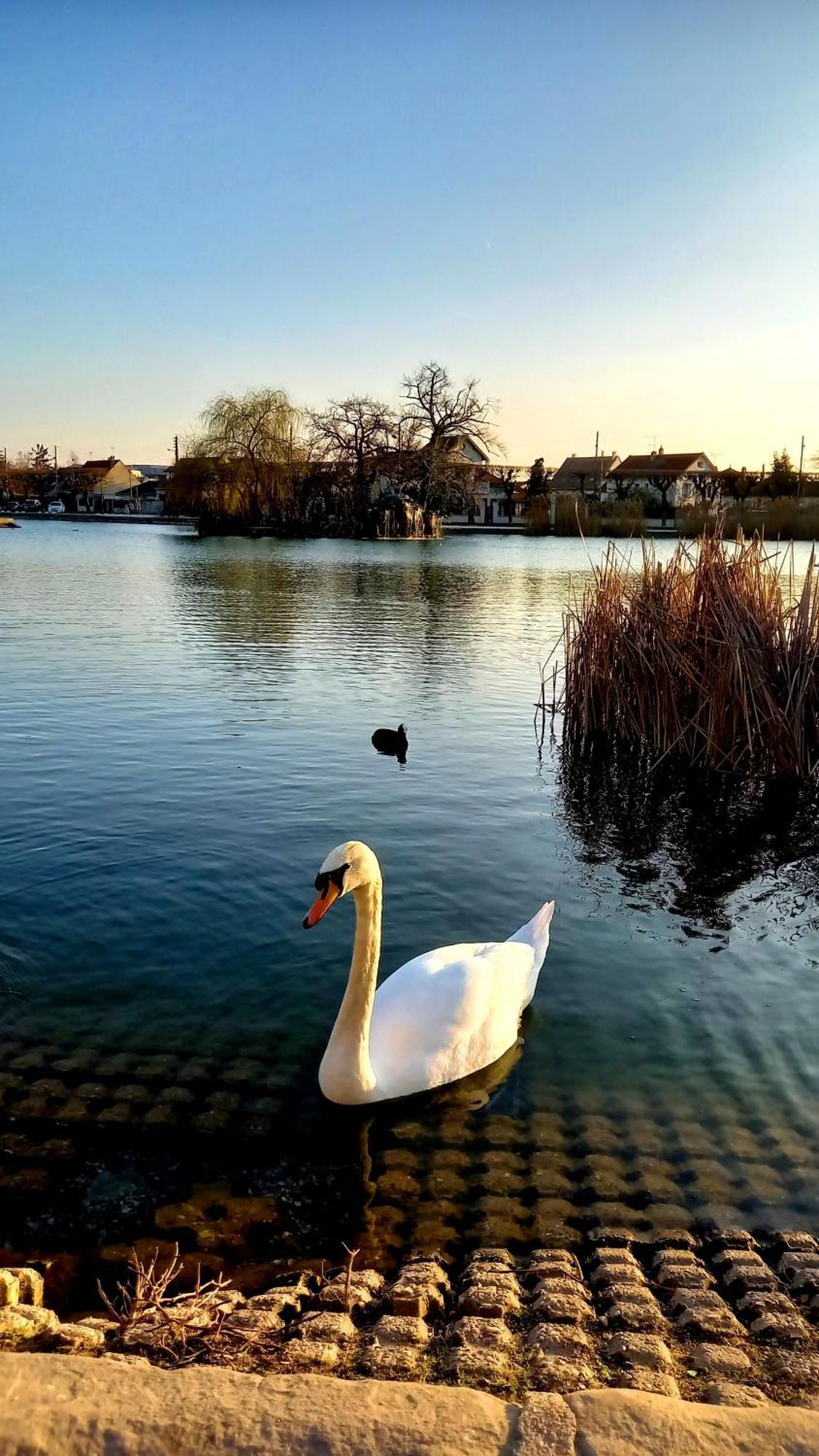 Appartement Cosy ,Wifi ,Gare "Le Refuge Du Lac" Vigneux-sur-Seine Buitenkant foto